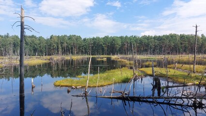 swamp lake in the forest in summer sunny day