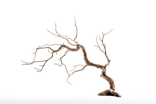 One cut old dry Tree branch without leaves leaves isolated on white background