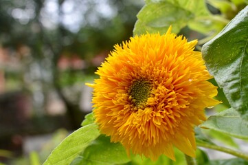 yellow flower in the garden
