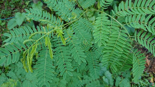 ipil ipili leaves