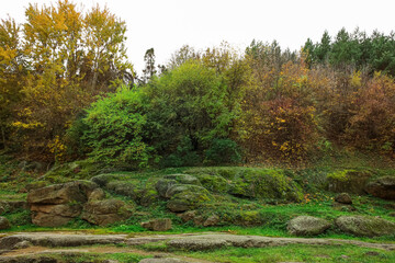 View of autumn forest with trees and stones