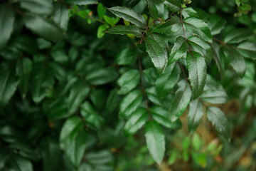 Plant branches with green leaves in forest, closeup