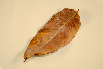 Flat Lay Dead Dry leaf isolated on beige color background autumn leaves