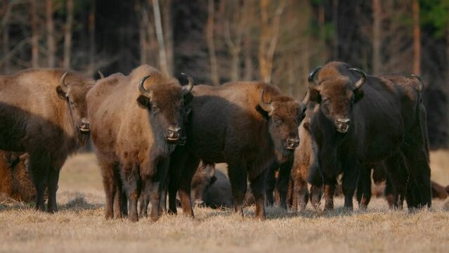 European bison (Bison bonasus) in the Bialowieza National Park, Poland
