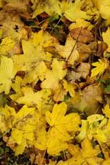 Yellow leaves in autumn forest, closeup