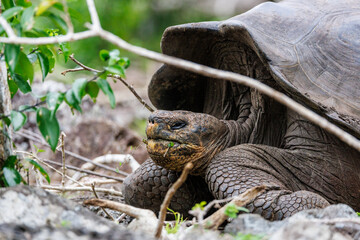 Tortise eating, Galapagos