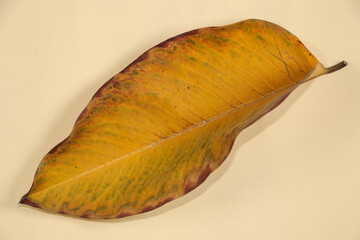 Flat Lay Dead Dry leaf isolated on beige color background autumn leaves