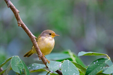 Yellow finch resting on branch, Galapagos