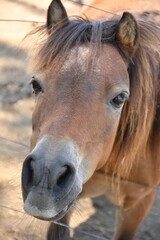 Fototapeta premium portrait of a horse