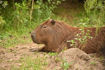 capybara