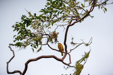 Yellow finch in tree, Galapagos