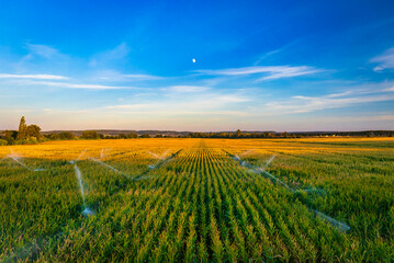 Yellow corn fields with sunset skies and the moon