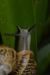 closeup of a snail on leaf