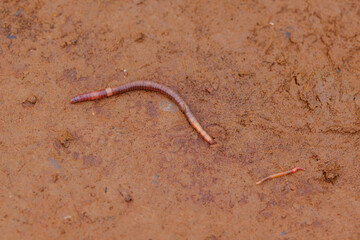 Worms in the mud, Galapagos