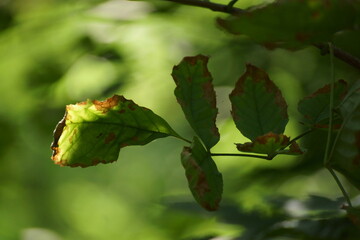 green leaves 