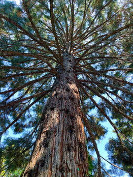 Mamutbaum, Seauoioidae, Baum in Gaggenau, im Schwarzwald