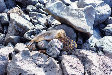 Sealion sleeping on rocks in Galapagos