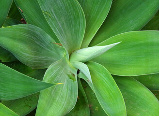 Agave plant in full-frame close-up view