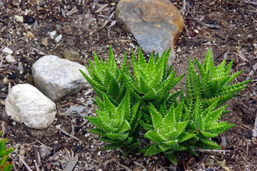 Aloe plants in a succulent stone garden