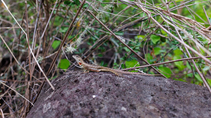 Lizard in the Galapagos