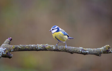little cute bird on the branch, Eurasian Blue Tit, Cyanistes caeruleus
