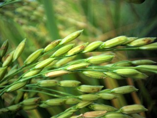 Paddy Rice - Green Rice Paddy in Village