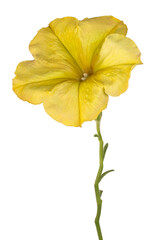 petunia flower isolated