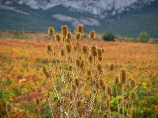 Dipsacus laciniatus / dry Teasel on the autumnal meadow in the landscape