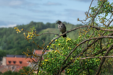 Hooded Crow (Corvus cornix) in a tree