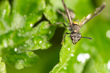 Insects, beautiful and colorful insects on a leaf in the garden in a city in Brazil, selective focus.