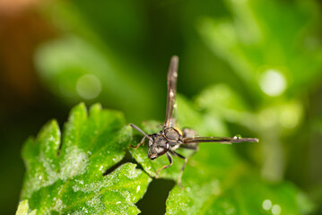 Insects, beautiful and colorful insects on a leaf in the garden in a city in Brazil, selective focus.