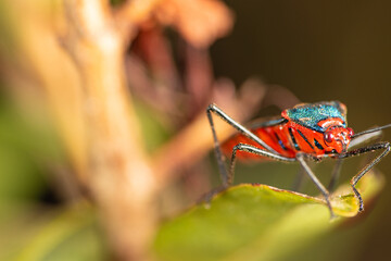 Insects, beautiful and colorful insects on a leaf in the garden in a city in Brazil, selective focus.