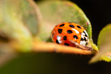 Ladybird, beautiful ladybird on a flower bud in a garden, selective focus.