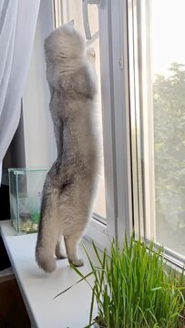 Funny white British cat, standing on its hind legs at the window, looking out the window