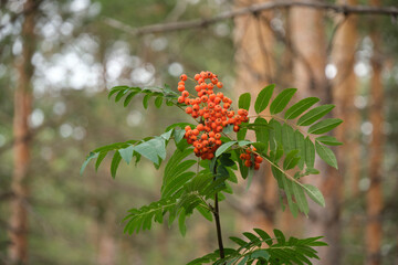 Branch ripe mountain ash background pine forest.