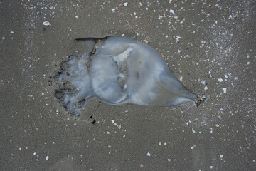 Dead squid on the beach.
