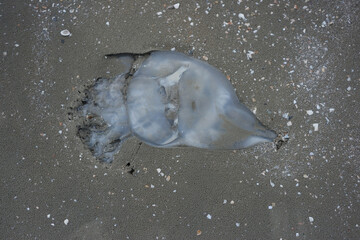 Obraz premium Dead squid on the beach.