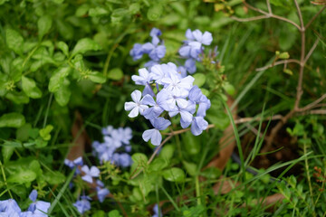 Purple flowers are blooming in a bouquet.