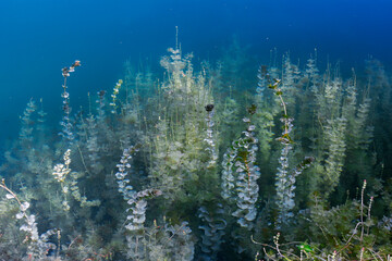 Plants under water in clear lake water