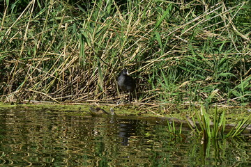 black headed coot on nest in reeds