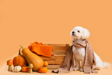 Cute little dog in scarf with wooden box, mushrooms and pumpkins on orange background. Thanksgiving...