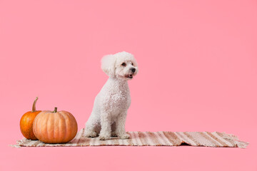 Cute little dog with plaid and pumpkins sitting on pink background. Thanksgiving day celebration