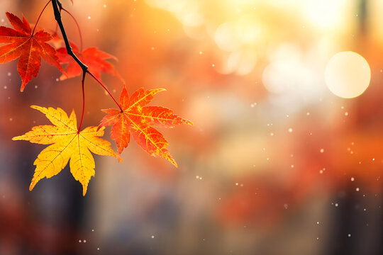 Close up of colorful autumn leaves on a tree branch on natural blurred background.