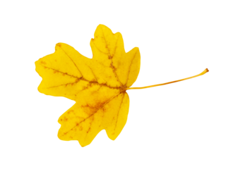 Autumn Leaf Isolated, Colored Autumn Tree Leaves, Red Orange Foliage, Yellow Fall Leaf