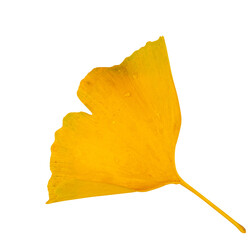 Naklejka premium Yellow Ginkgo Biloba Leaves Isolated