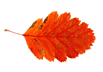 Autumn Leaf Isolated, Colored Autumn Tree Leave