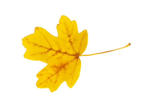 Autumn Leaf Isolated, Colored Autumn Tree Leaves, Red Orange Foliage, Yellow Fall Leaf