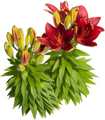 Flowers isolated on transparent background. Lily flowers. Bouquet of red flowers. Very high resolution