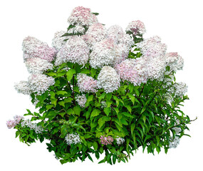 Cut out hydrangea. White flowers isolated on transparent background. Bush for garden design or...