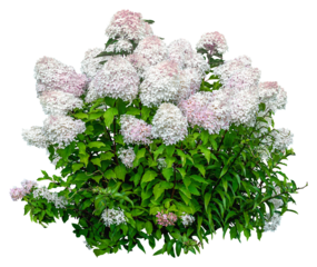 Cut out hydrangea. White flowers isolated on transparent background. Bush for garden design or landscaping